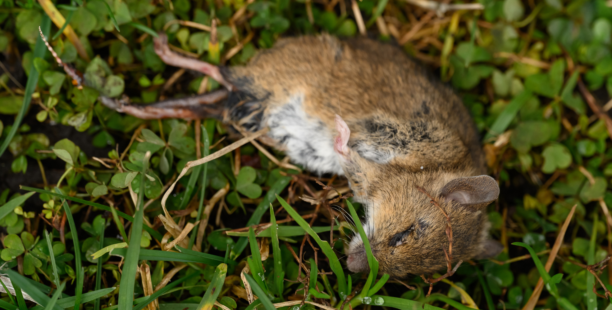 Vermin Control: Everything You Need To Know 1 A dead brown mouse, evidence of effective pest control, lies on its side in green grass and clover.